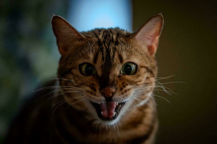 “Born To Scream!”: 93 Cats Who Couldn’t Keep Their Meows To Themselves (New Pics)