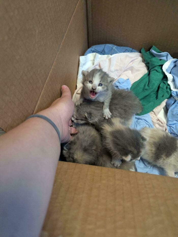 “Born To Scream!”: 93 Cats Who Couldn’t Keep Their Meows To Themselves (New Pics)