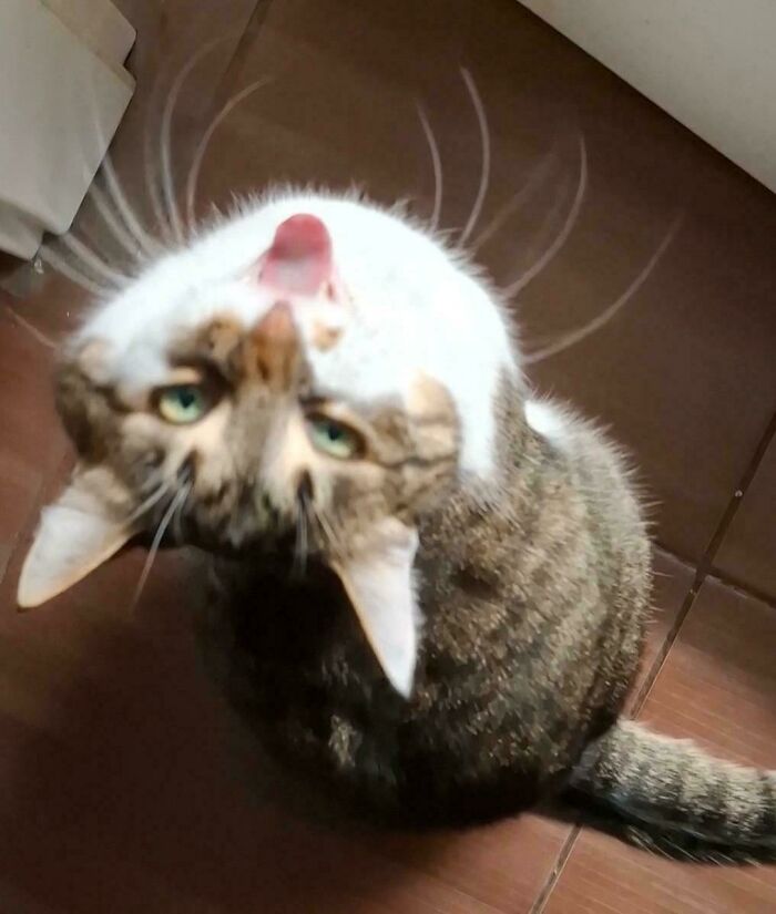 “Born To Scream!”: 93 Cats Who Couldn’t Keep Their Meows To Themselves (New Pics)