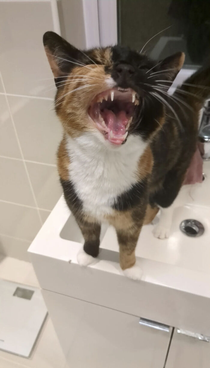 “Born To Scream!”: 93 Cats Who Couldn’t Keep Their Meows To Themselves (New Pics)
