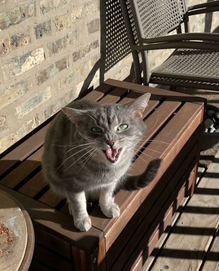 “Born To Scream!”: 93 Cats Who Couldn’t Keep Their Meows To Themselves (New Pics)