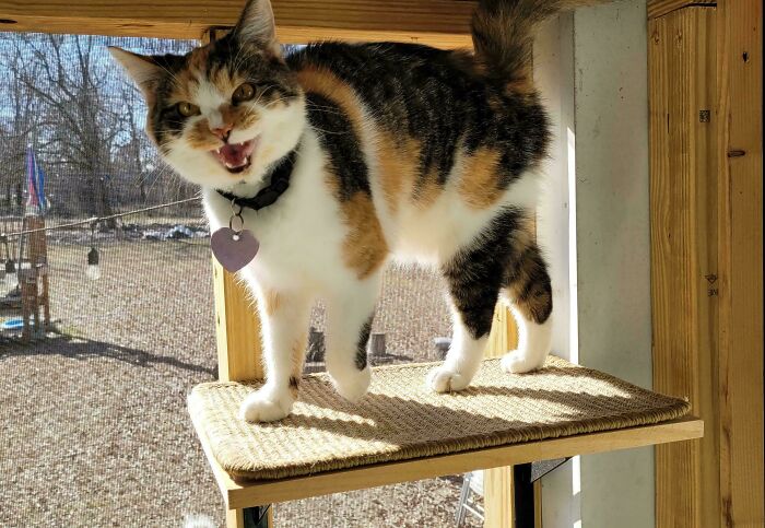 “Born To Scream!”: 93 Cats Who Couldn’t Keep Their Meows To Themselves (New Pics)