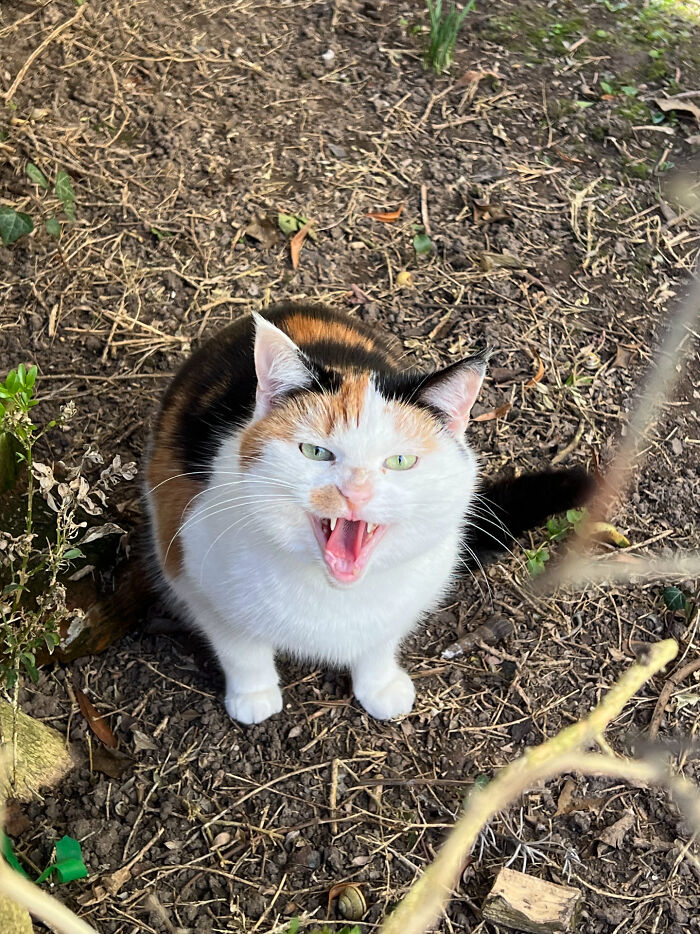 “Born To Scream!”: 93 Cats Who Couldn’t Keep Their Meows To Themselves (New Pics)