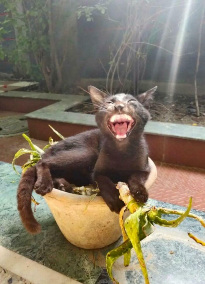 “Born To Scream!”: 93 Cats Who Couldn’t Keep Their Meows To Themselves (New Pics)
