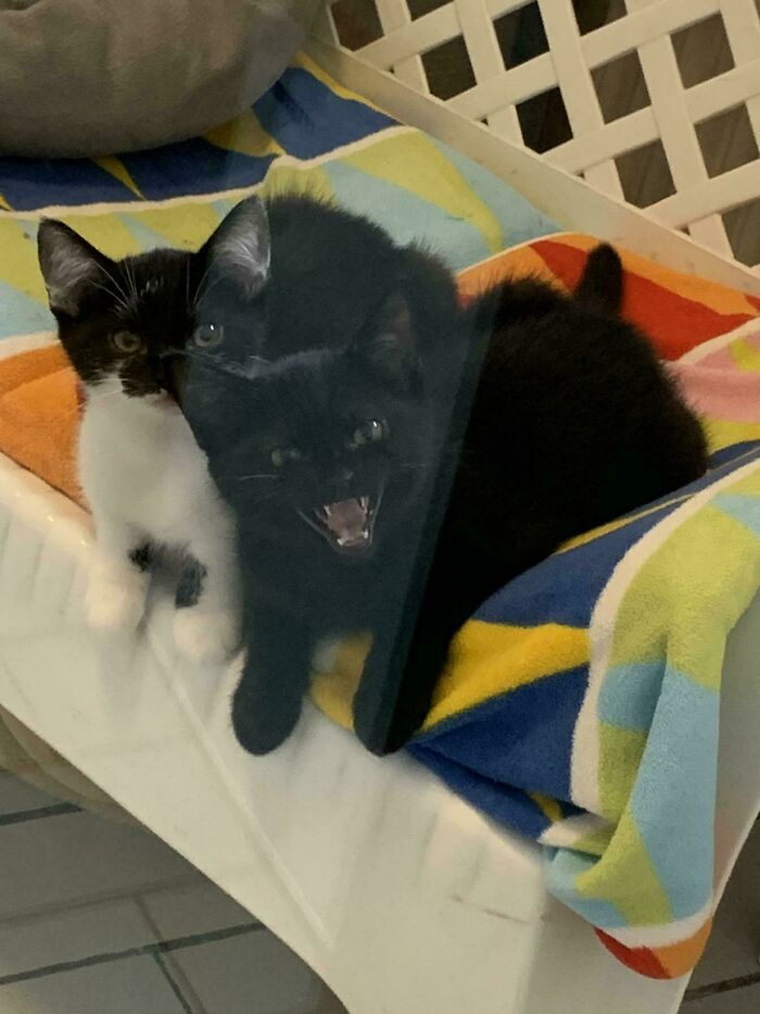 “Born To Scream!”: 93 Cats Who Couldn’t Keep Their Meows To Themselves (New Pics)