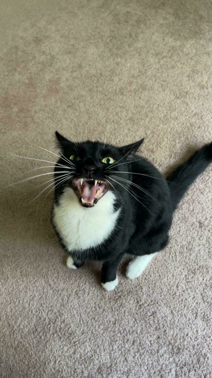 “Born To Scream!”: 93 Cats Who Couldn’t Keep Their Meows To Themselves (New Pics)