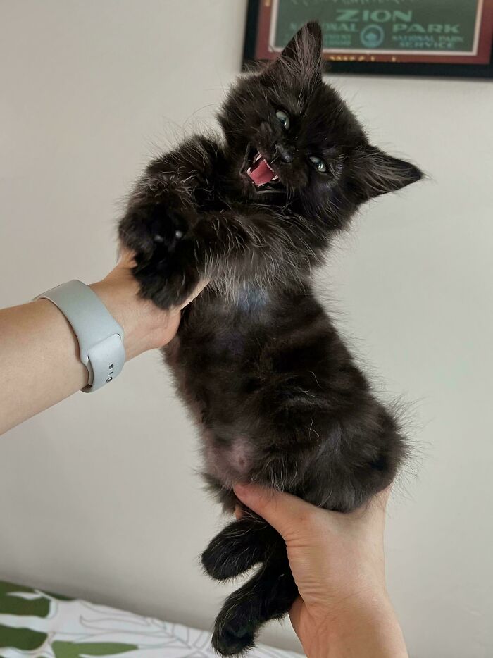 “Born To Scream!”: 93 Cats Who Couldn’t Keep Their Meows To Themselves (New Pics)
