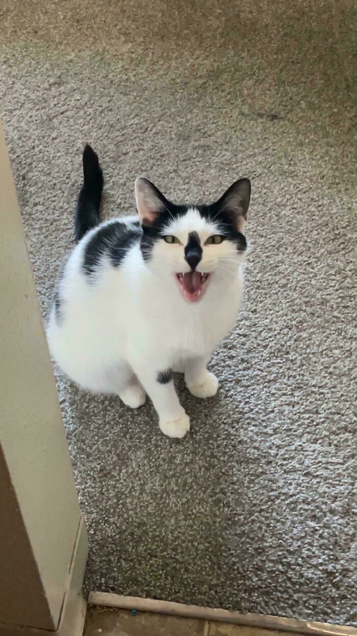 “Born To Scream!”: 93 Cats Who Couldn’t Keep Their Meows To Themselves (New Pics)