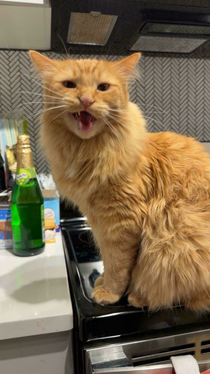 “Born To Scream!”: 93 Cats Who Couldn’t Keep Their Meows To Themselves (New Pics)