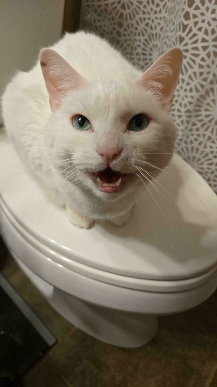 “Born To Scream!”: 93 Cats Who Couldn’t Keep Their Meows To Themselves (New Pics)