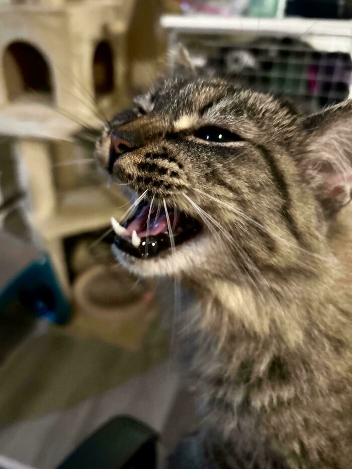 “Born To Scream!”: 93 Cats Who Couldn’t Keep Their Meows To Themselves (New Pics)