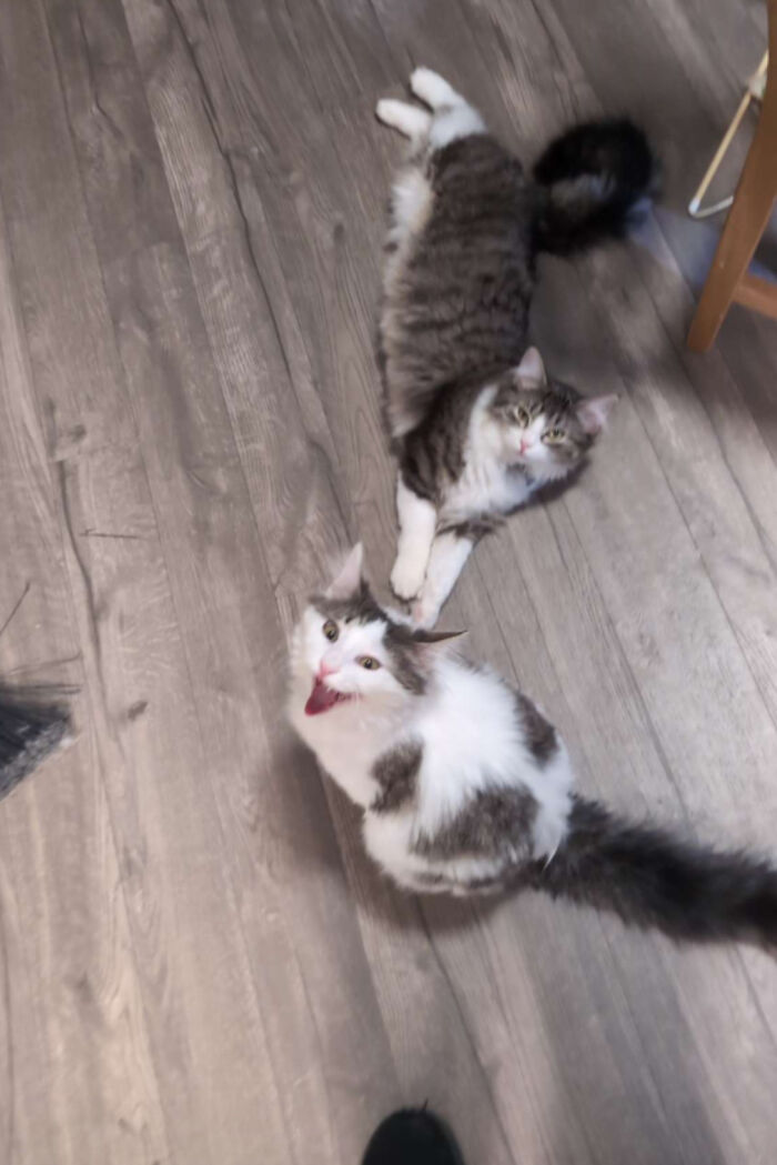 “Born To Scream!”: 93 Cats Who Couldn’t Keep Their Meows To Themselves (New Pics)