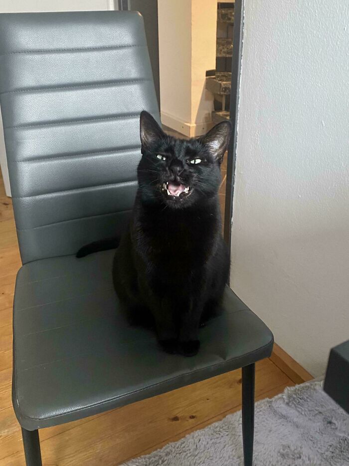 “Born To Scream!”: 93 Cats Who Couldn’t Keep Their Meows To Themselves (New Pics)
