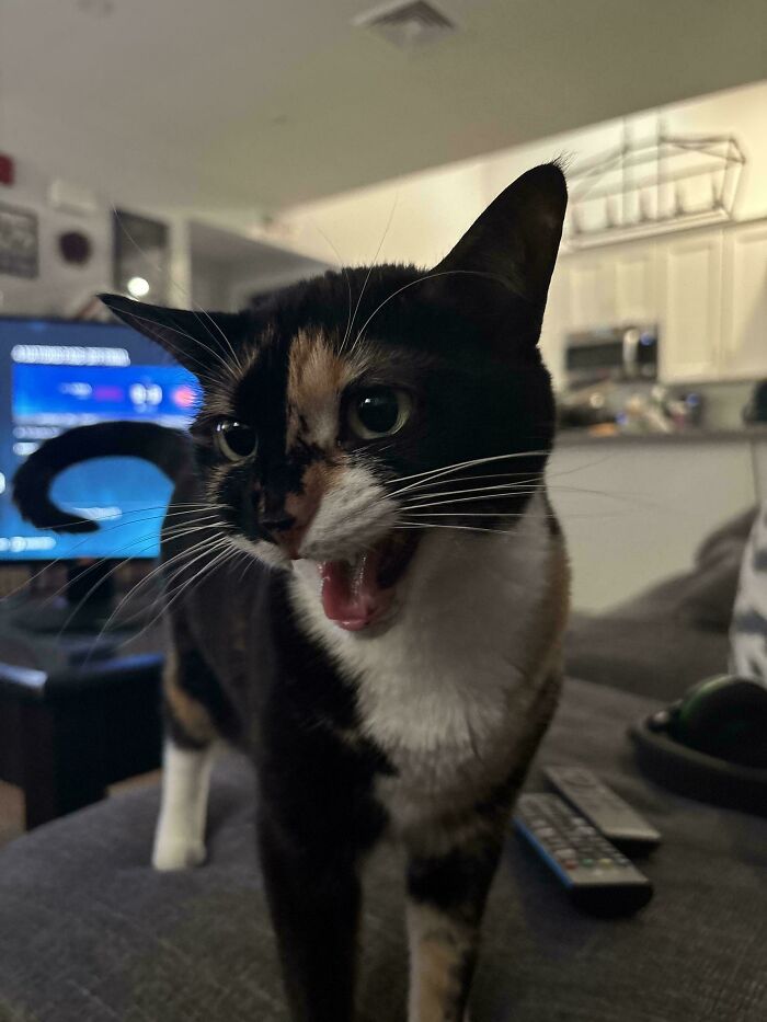“Born To Scream!”: 93 Cats Who Couldn’t Keep Their Meows To Themselves (New Pics)