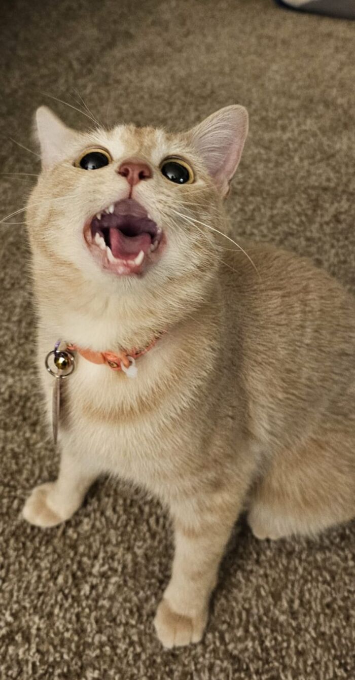 “Born To Scream!”: 93 Cats Who Couldn’t Keep Their Meows To Themselves (New Pics)