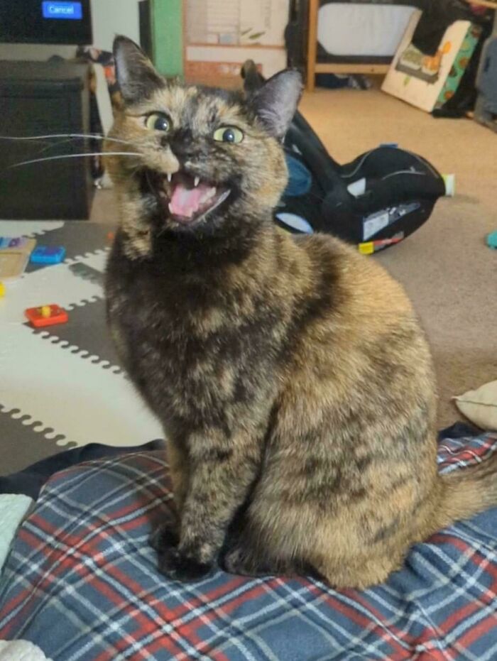 “Born To Scream!”: 93 Cats Who Couldn’t Keep Their Meows To Themselves (New Pics)