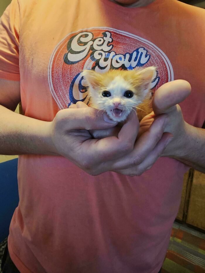 “Born To Scream!”: 93 Cats Who Couldn’t Keep Their Meows To Themselves (New Pics)