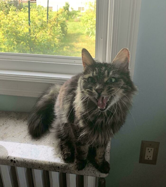 “Born To Scream!”: 93 Cats Who Couldn’t Keep Their Meows To Themselves (New Pics)