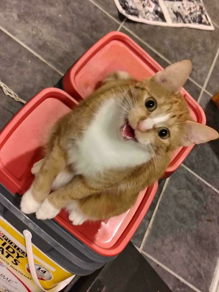 “Born To Scream!”: 93 Cats Who Couldn’t Keep Their Meows To Themselves (New Pics)