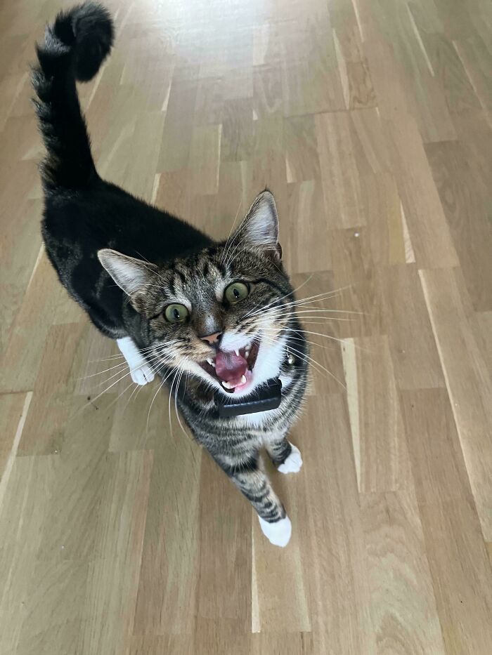 “Born To Scream!”: 93 Cats Who Couldn’t Keep Their Meows To Themselves (New Pics)