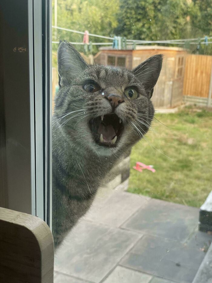 “Born To Scream!”: 93 Cats Who Couldn’t Keep Their Meows To Themselves (New Pics)