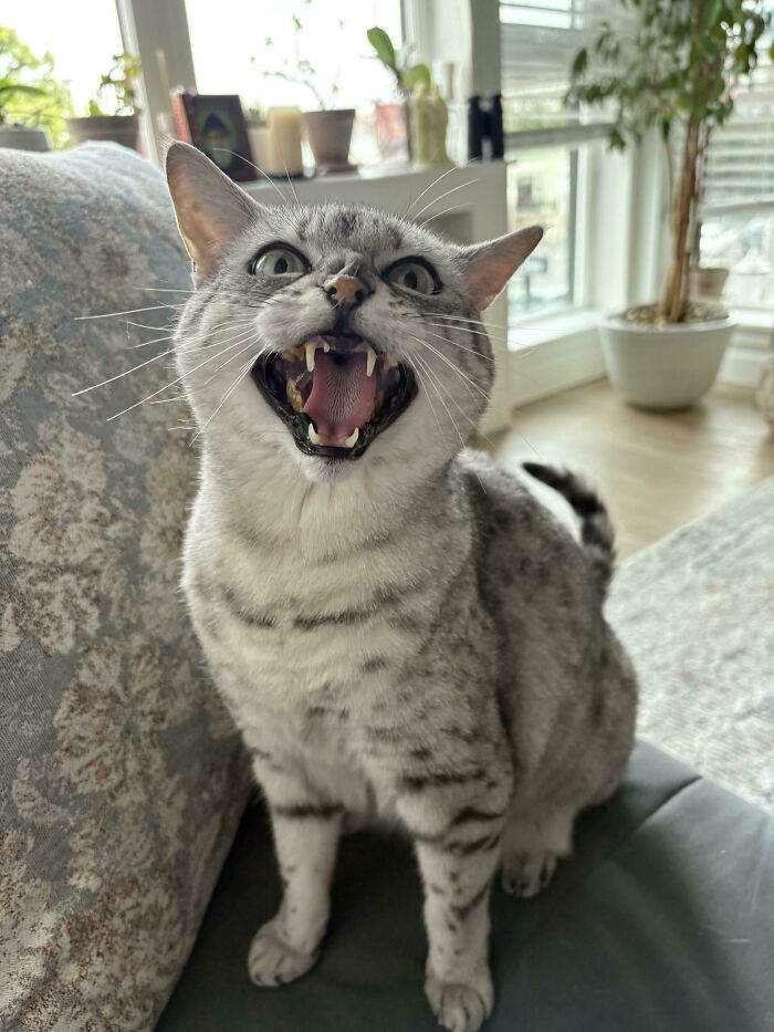 “Born To Scream!”: 93 Cats Who Couldn’t Keep Their Meows To Themselves (New Pics)