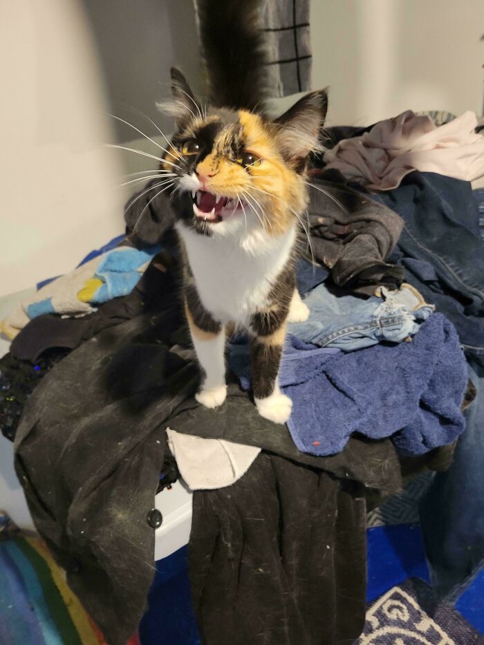 “Born To Scream!”: 93 Cats Who Couldn’t Keep Their Meows To Themselves (New Pics)