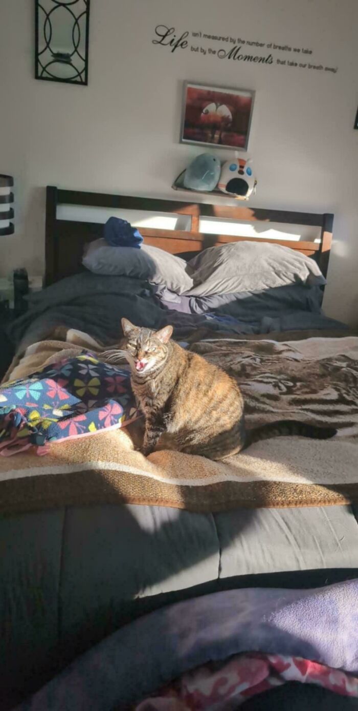 “Born To Scream!”: 93 Cats Who Couldn’t Keep Their Meows To Themselves (New Pics)