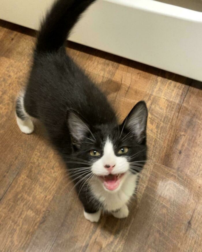 “Born To Scream!”: 93 Cats Who Couldn’t Keep Their Meows To Themselves (New Pics)