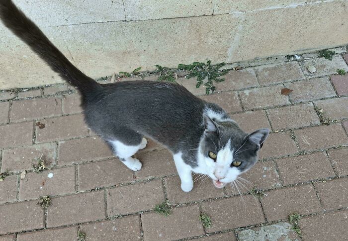 “Born To Scream!”: 93 Cats Who Couldn’t Keep Their Meows To Themselves (New Pics)