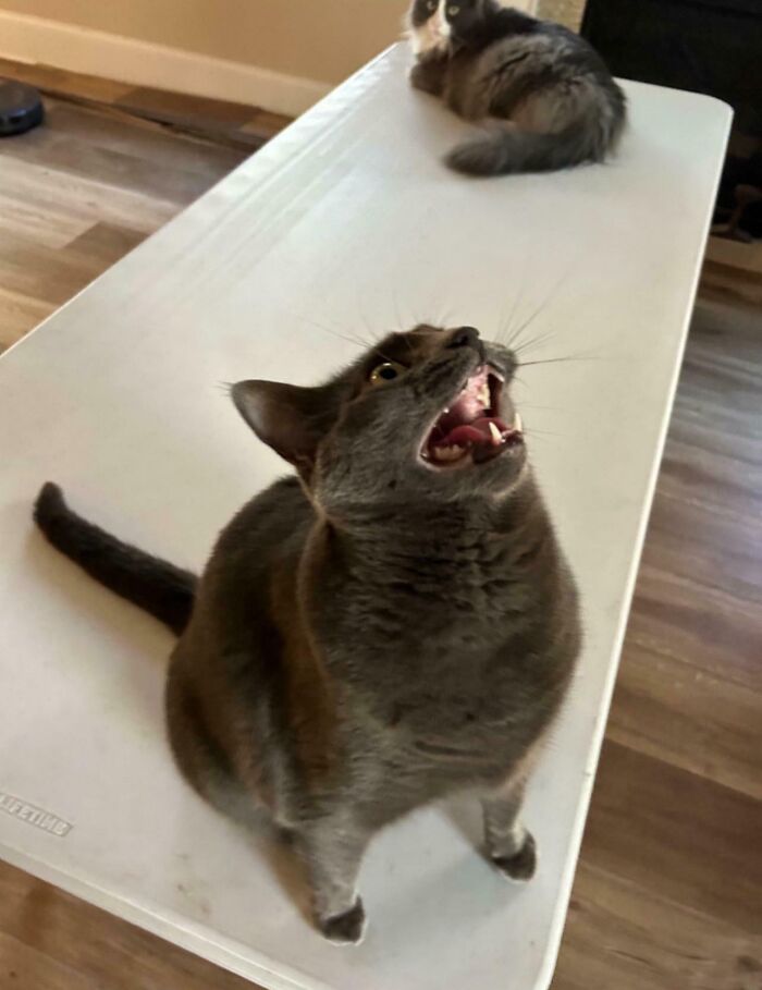 “Born To Scream!”: 93 Cats Who Couldn’t Keep Their Meows To Themselves (New Pics)