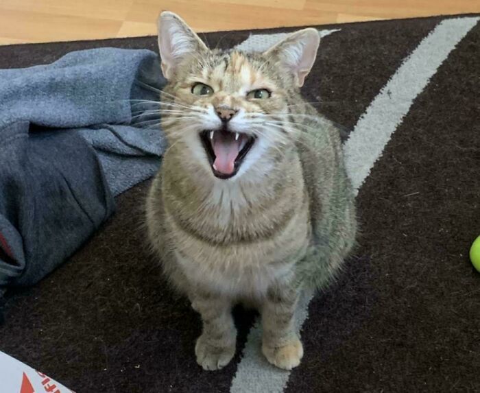 “Born To Scream!”: 93 Cats Who Couldn’t Keep Their Meows To Themselves (New Pics)