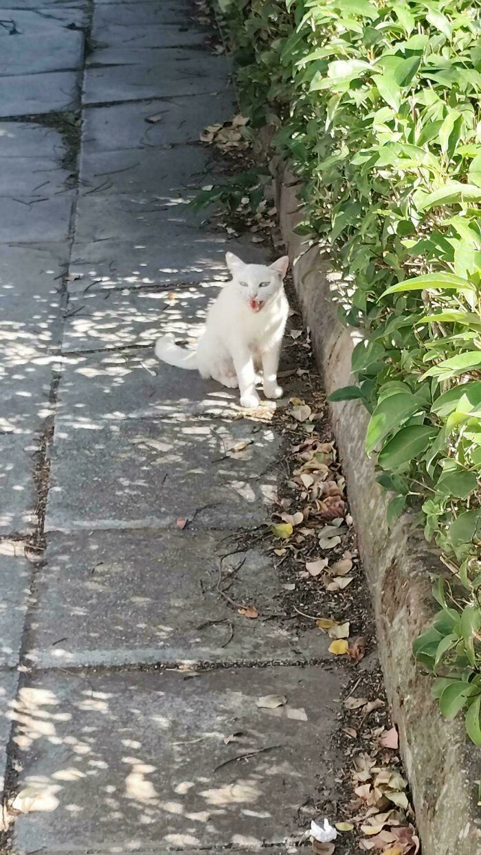 “Born To Scream!”: 93 Cats Who Couldn’t Keep Their Meows To Themselves (New Pics)