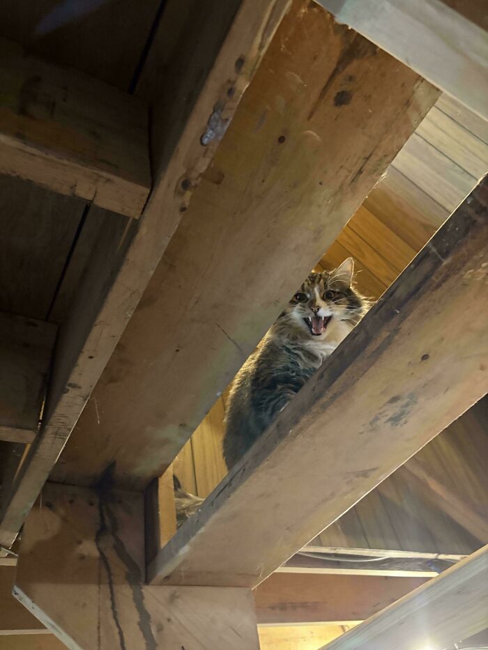 “Born To Scream!”: 93 Cats Who Couldn’t Keep Their Meows To Themselves (New Pics)