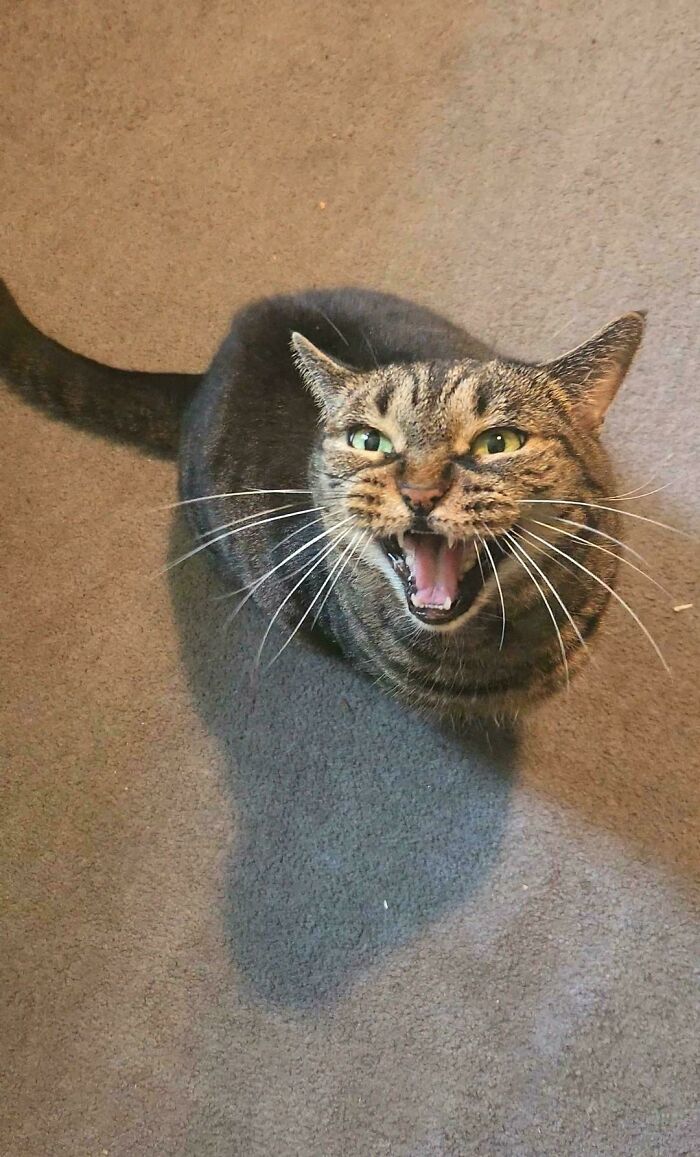 “Born To Scream!”: 93 Cats Who Couldn’t Keep Their Meows To Themselves (New Pics)
