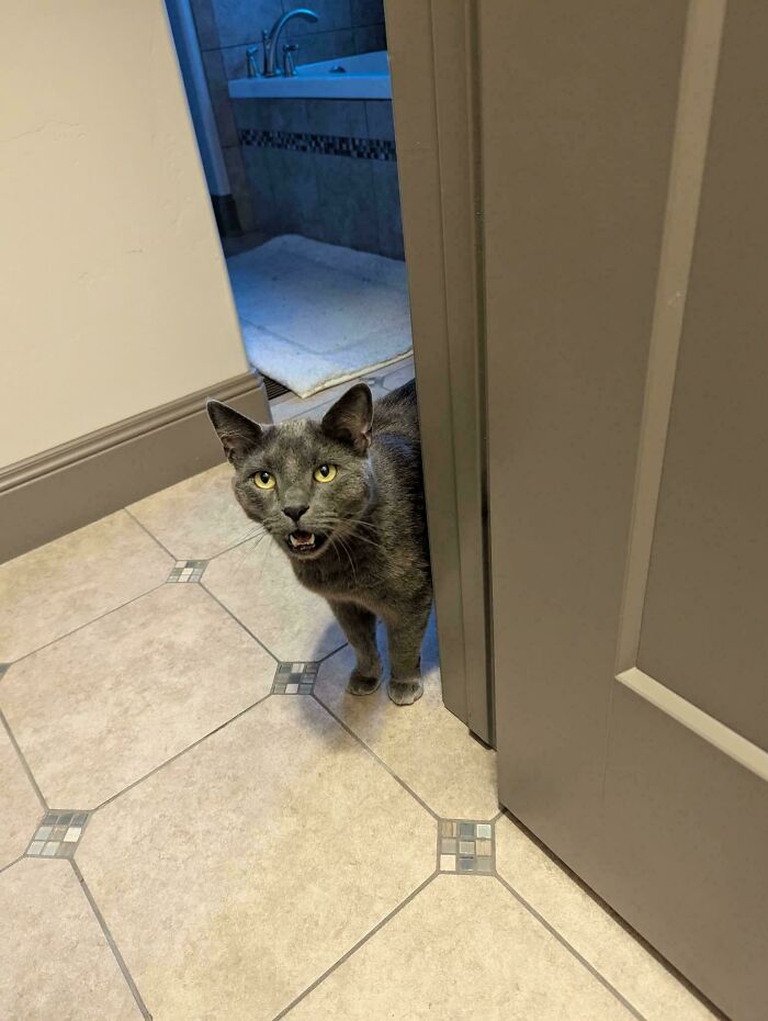 “Born To Scream!”: 93 Cats Who Couldn’t Keep Their Meows To Themselves (New Pics)