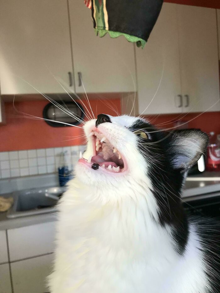 “Born To Scream!”: 93 Cats Who Couldn’t Keep Their Meows To Themselves (New Pics)