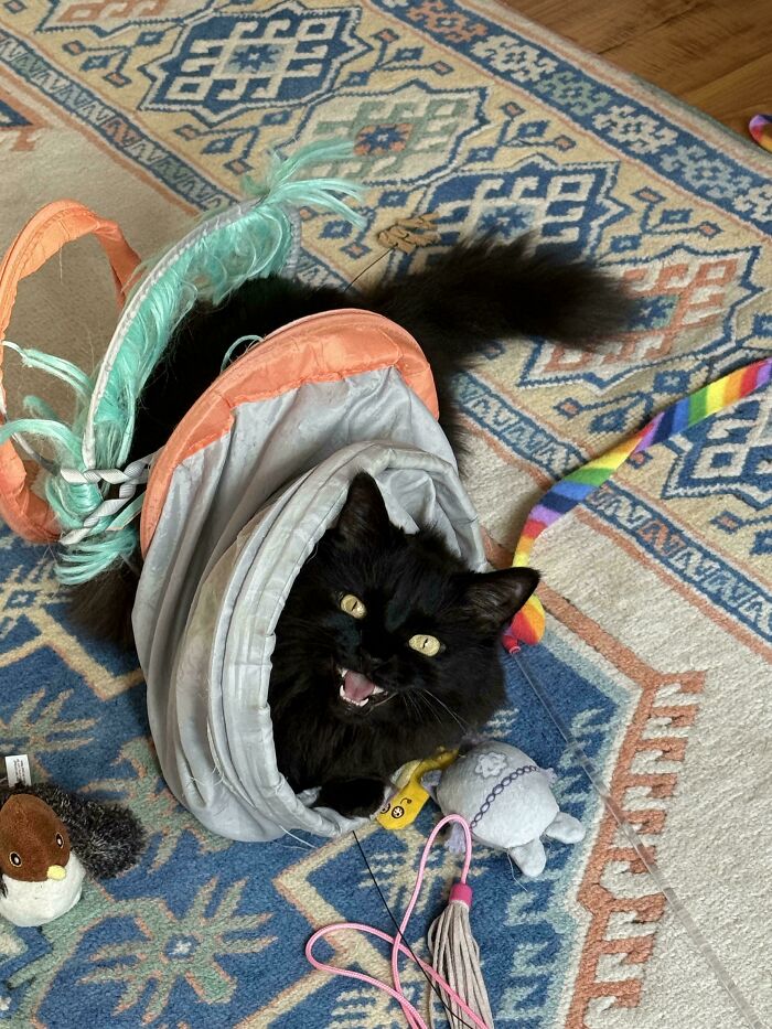 “Born To Scream!”: 93 Cats Who Couldn’t Keep Their Meows To Themselves (New Pics)