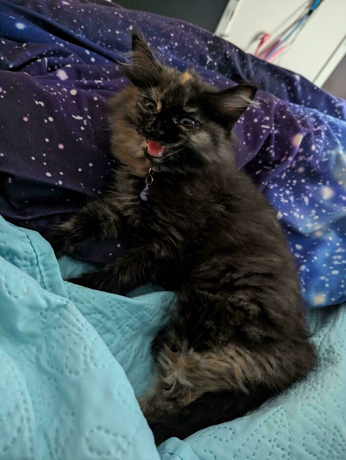 “Born To Scream!”: 93 Cats Who Couldn’t Keep Their Meows To Themselves (New Pics)