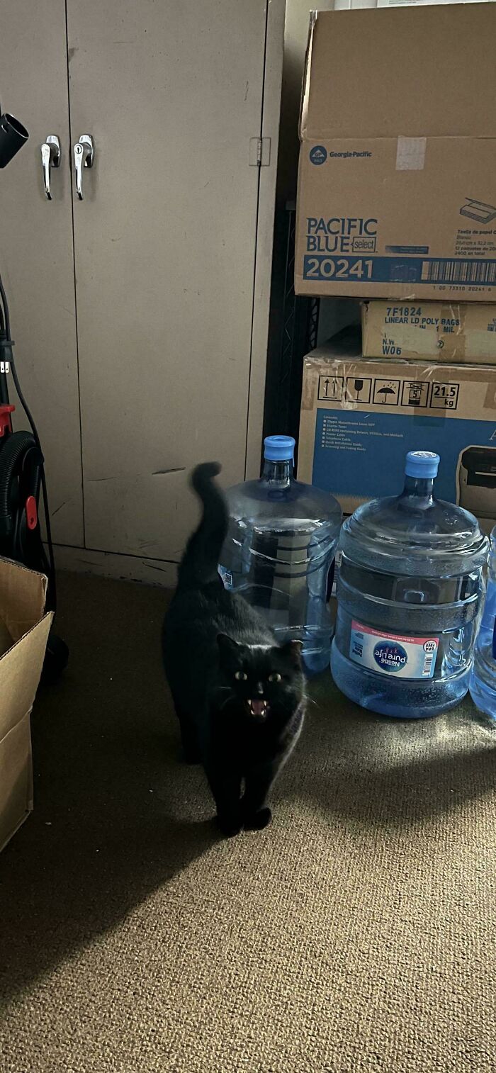 “Born To Scream!”: 93 Cats Who Couldn’t Keep Their Meows To Themselves (New Pics)
