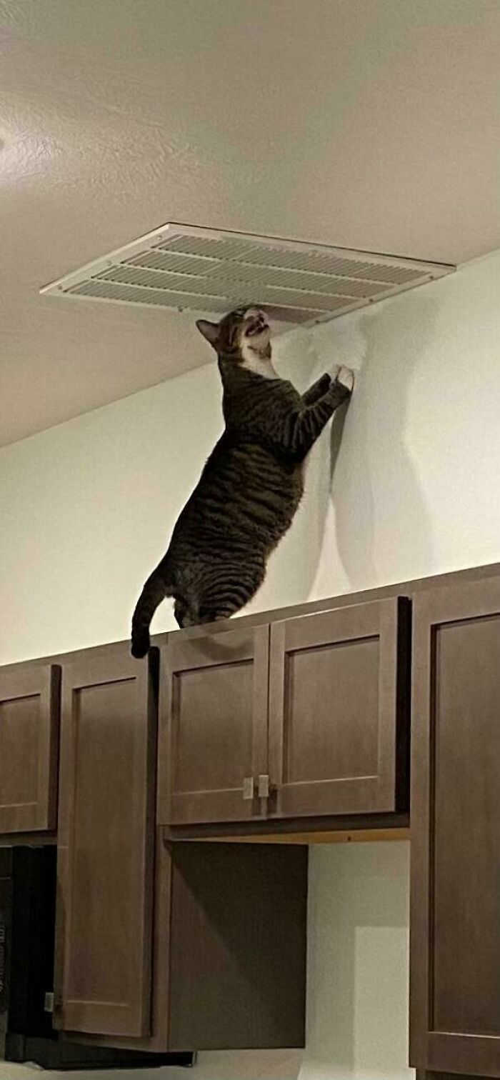 “Born To Scream!”: 93 Cats Who Couldn’t Keep Their Meows To Themselves (New Pics)