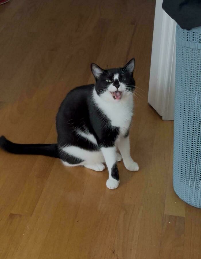 “Born To Scream!”: 93 Cats Who Couldn’t Keep Their Meows To Themselves (New Pics)