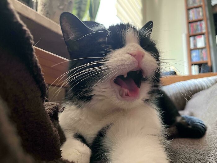 “Born To Scream!”: 93 Cats Who Couldn’t Keep Their Meows To Themselves (New Pics)