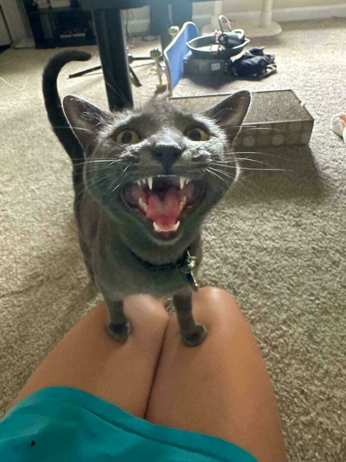 “Born To Scream!”: 93 Cats Who Couldn’t Keep Their Meows To Themselves (New Pics)