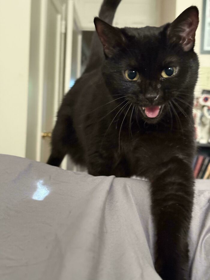 “Born To Scream!”: 93 Cats Who Couldn’t Keep Their Meows To Themselves (New Pics)