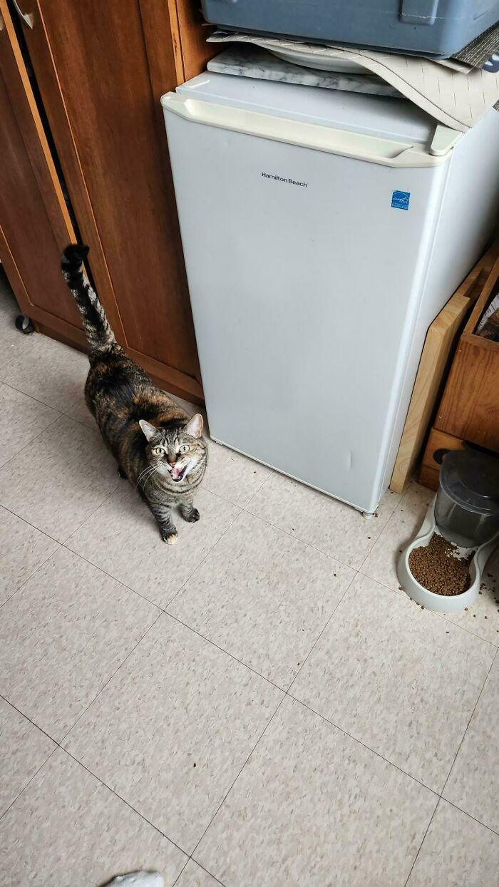 “Born To Scream!”: 93 Cats Who Couldn’t Keep Their Meows To Themselves (New Pics)