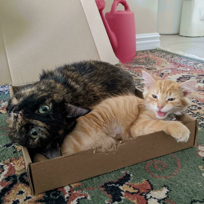 “Born To Scream!”: 93 Cats Who Couldn’t Keep Their Meows To Themselves (New Pics)
