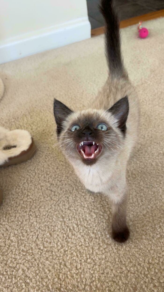 “Born To Scream!”: 93 Cats Who Couldn’t Keep Their Meows To Themselves (New Pics)