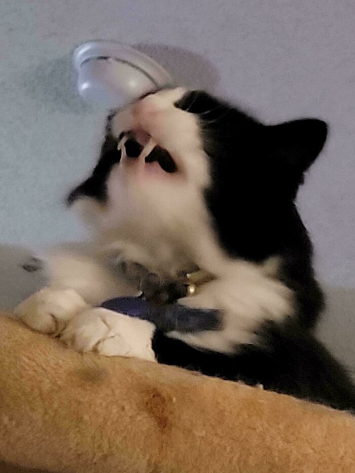 “Born To Scream!”: 93 Cats Who Couldn’t Keep Their Meows To Themselves (New Pics)