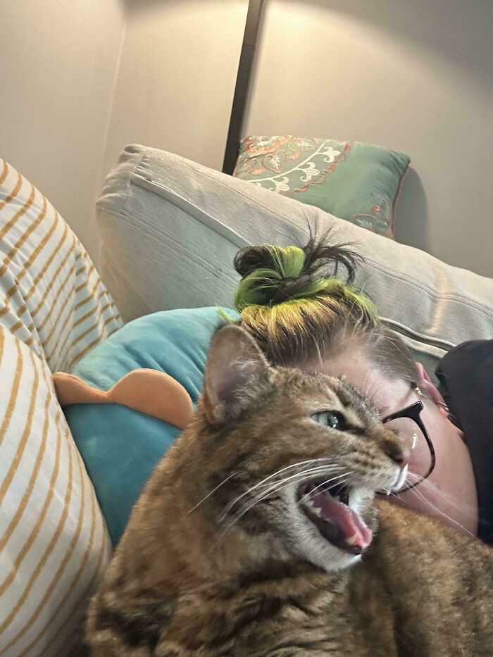 “Born To Scream!”: 93 Cats Who Couldn’t Keep Their Meows To Themselves (New Pics)